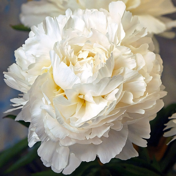 Саженцы Пион Madame Claude Tain (Мадам Клод Тэн)