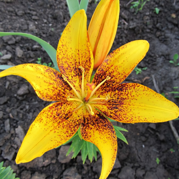 Луковицы  Лилия Lemon Starduct (3шт.)