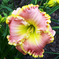 Саженцы Лилейник Dr. Jerrold Corbett (Доктор Джерольд Корбет)