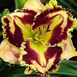 Саженцы Лилейник Exploding Galaxy (Эксплоадинг Гэлакси)