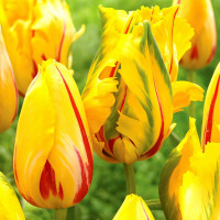 Луковицы Тюльпан попугайный Ла Куртин Пэррот (в упаковке - 3шт.)