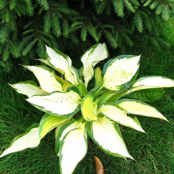 Саженцы Хоста Orange Marmalade (Оранж Мармалэйд) М