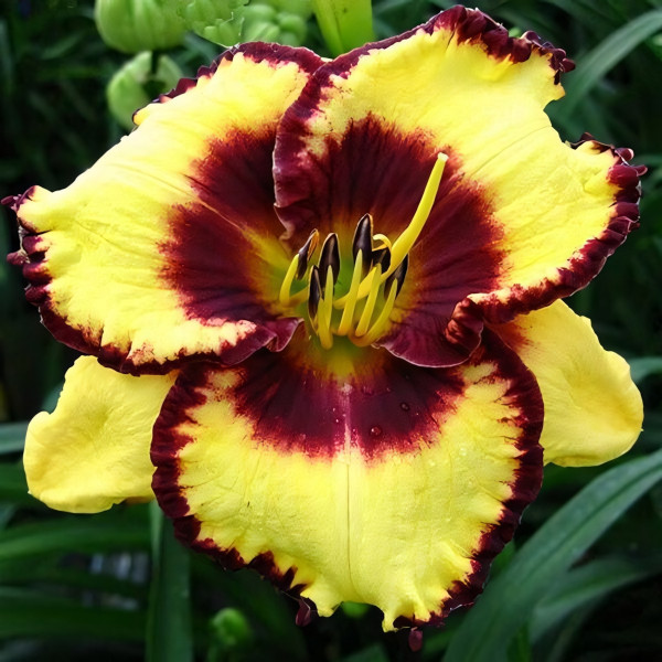 Саженцы Лилейник Calico Jack (Калико Джэк)