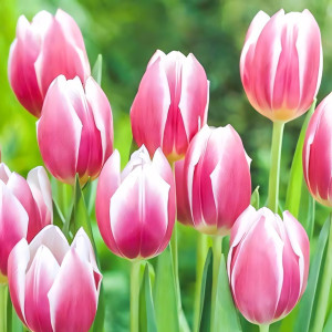 Тюльпан Триумф Синаеда Блю (в упаковке - 3шт.)