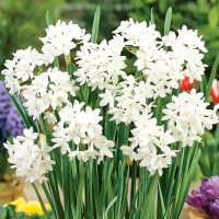 Луковицы Нарцисс Зива (в упаковке - 3шт.)