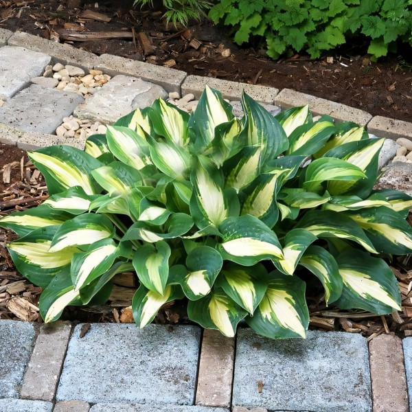 Саженцы Хоста Chain Lightning (Чайн Лайтнин) М