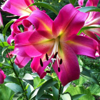 Луковицы Саженцы Лилия ОТ гибрид Empoli (Эмполи) (3шт.)