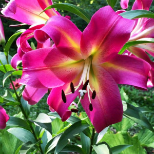  Лилия ОТ гибрид Empoli (Эмполи)