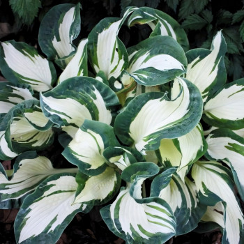 Саженцы Хоста Andrew (Эндрю) М