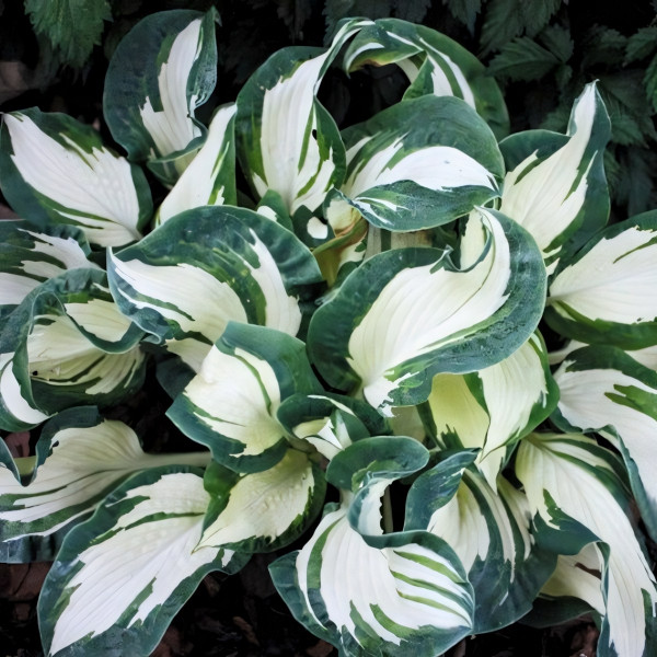 Саженцы Хоста Andrew (Эндрю) М