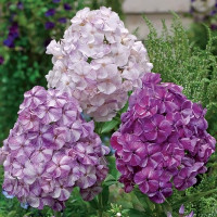 Саженцы Флокс Potpourri Purple (Попурри Пепл)