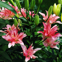 Луковицы  Лилия азиатская Aphrodite (Афродита) (3шт.)
