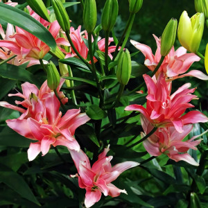  Лилия азиатская Aphrodite (Афродита)