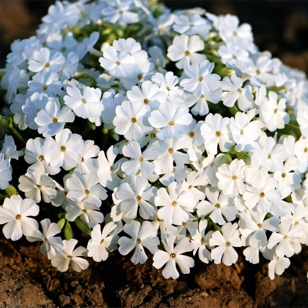 Саженцы Флокс шиловидный White Delight (Вайт Делайт)