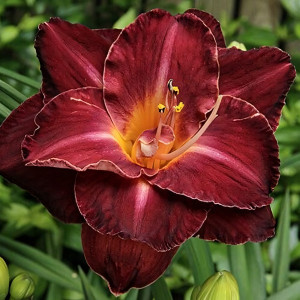 Саженцы Лилейник Burgundy Love (Бургунди Лав)