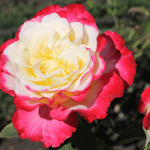 Саженцы Роза чайно-гибридная Дабл Делайт