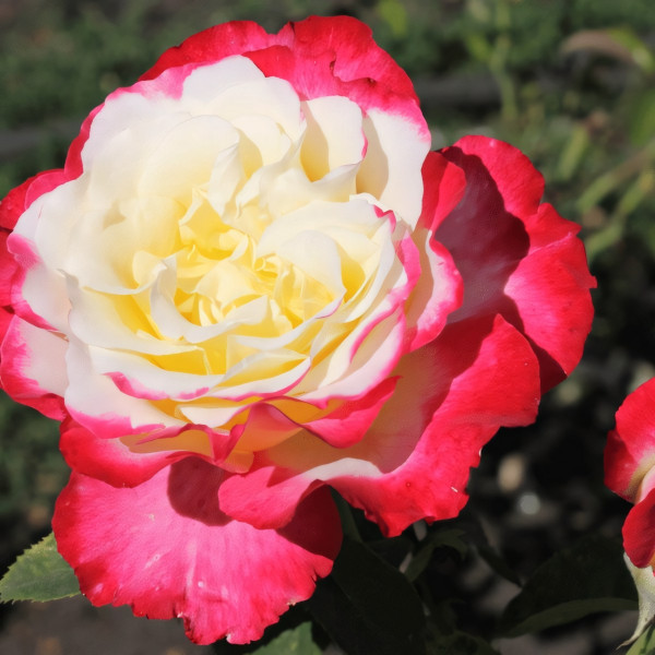 Саженцы Роза чайно-гибридная Дабл Делайт