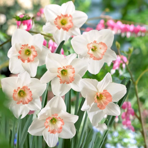 Нарцисс крупноцветковый Джанис Бабсон (в упаковке - 3шт.)