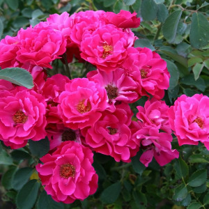 Саженцы Роза парковая Джон Франклин