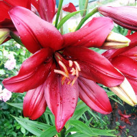 Луковицы  Лилия ЛА гибрид Batavus (Батавус) (3шт.)