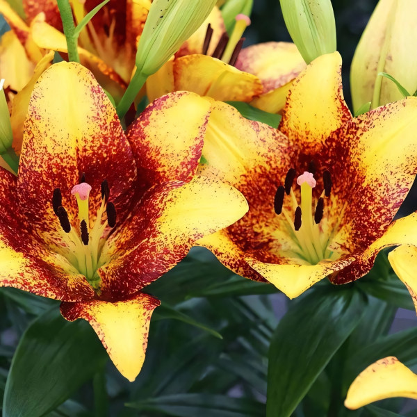 Луковицы  Лилия ЛА гибрид Sweet Valley (Свит Вэлли) (3шт.)