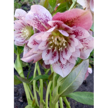 Морозник Притти Эллен Пинк 