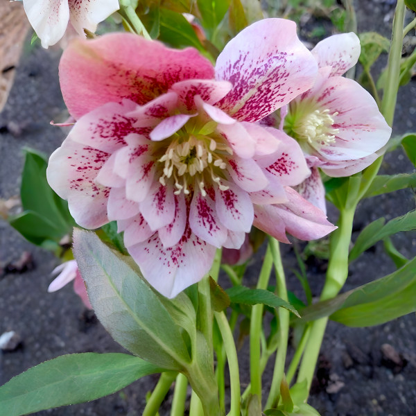 Саженец Морозник Притти Эллен Пинк