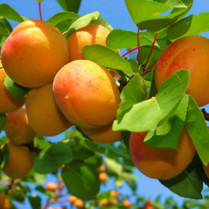 Саженцы Абрикос Оранж Ред