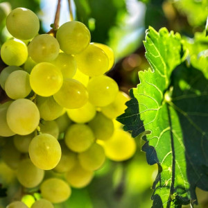 Саженцы Виноград Гарольд
