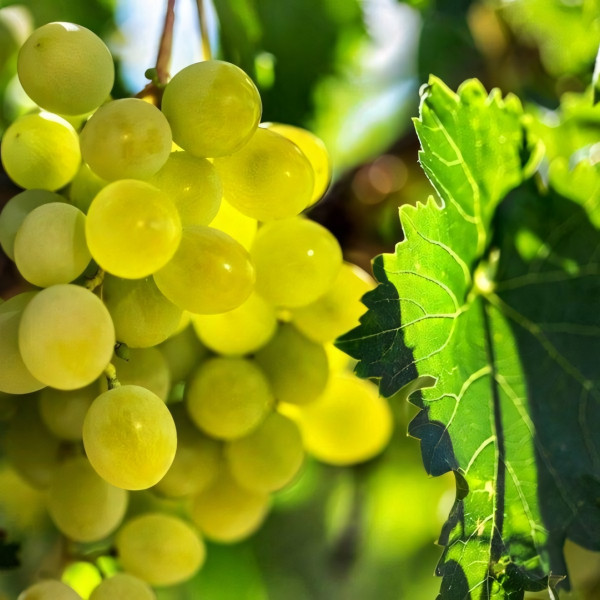 Саженцы Виноград Гарольд