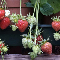 Саженцы Земляника Кристина  (упаковка 5 шт.)