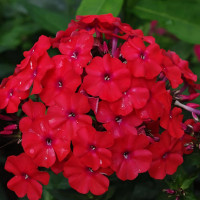 Саженцы Флокс метельчатый Miss Mary (Мисс Мери)