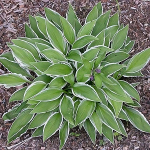 Саженцы Хоста Ginko Craig (Гинко Скэйг) S