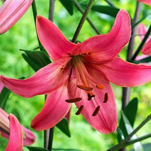  Лилия тигровая Pink Flight (Пинк Флайт)