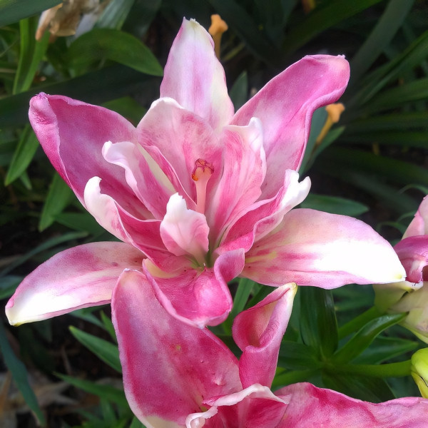 Луковицы  Лилия азиатская Candy Blossom (Кэнди Блоссом) (3шт.)