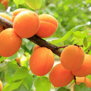 Саженцы Абрикос Свит Ред