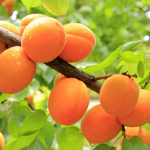 Саженцы Абрикос Свит Ред