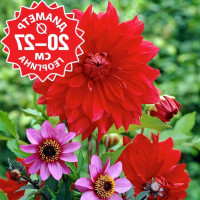 Саженцы Георгина Uchuu