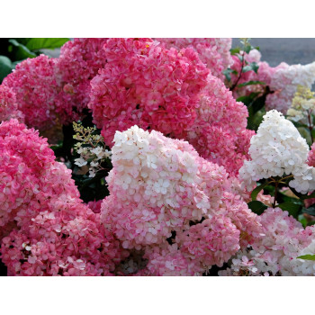 Гортензия Sundae Fraise