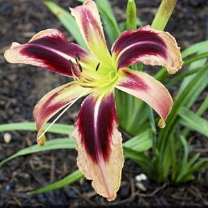 Саженцы Лилейник Tusk (Таск)