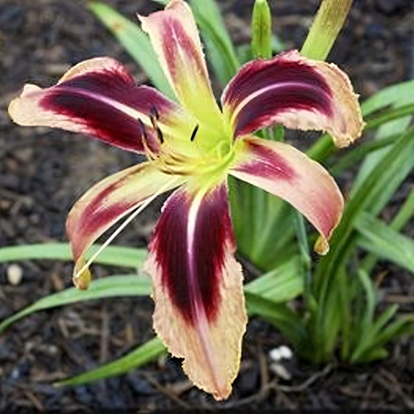 Саженцы Лилейник Tusk (Таск)