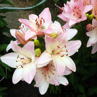 Луковицы  Лилия биколор азиатская Marlenе (Марлен) (3шт.)