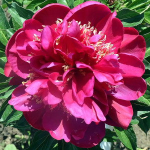 Саженцы Пион Cuckoos Nest (Кукус Нест)