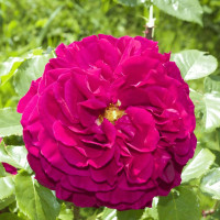 Саженцы Роза английская Фишерман