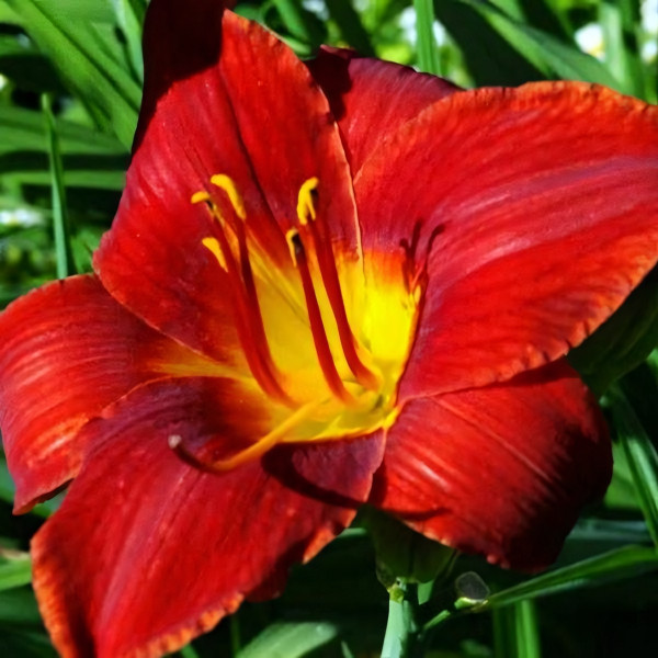 Саженцы Лилейник Anzac (Анзак)