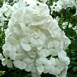 Саженцы Флокс White Admiral (Вайт Адмирал)