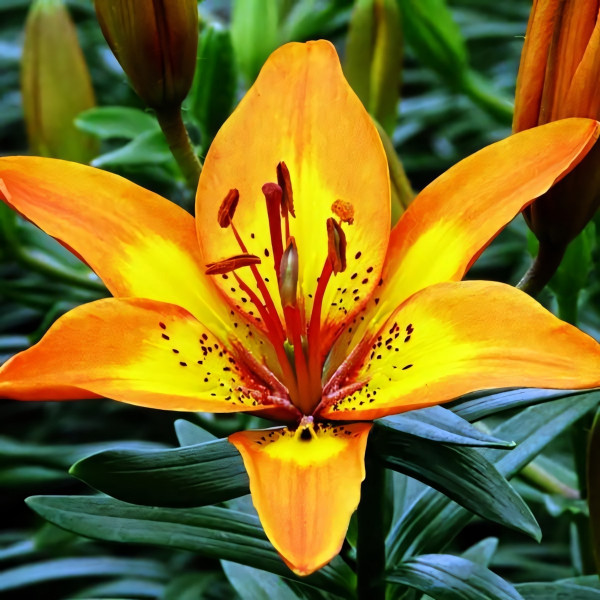 Луковицы  Лилия азиатская Bright Joy (Брайт Джой) (3шт.)