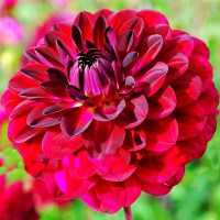 Саженцы Георгина декоративная Blue Bird (Блю Бёрд)