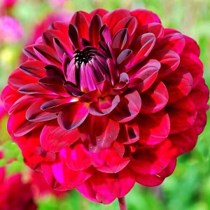 Саженцы Георгина декоративная Blue Bird (Блю Бёрд)