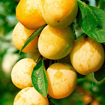 Саженцы Слива колоновидная Желтая